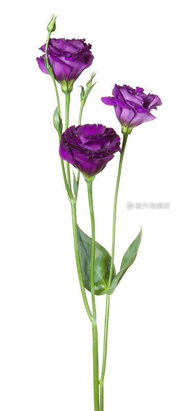 Eustoma (lisianthus)。